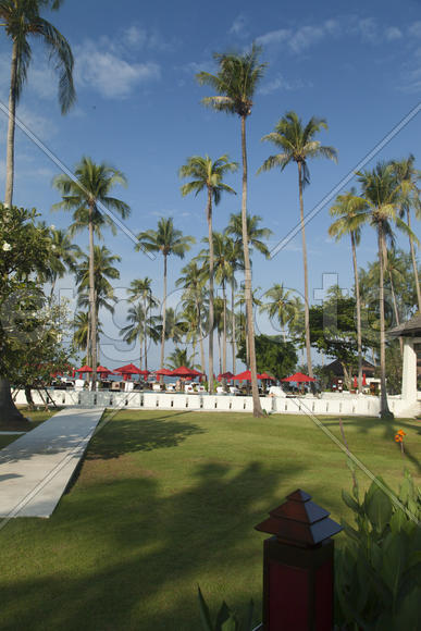 Palm trees at the pool it is very beautiful, but doesn't help from the sun