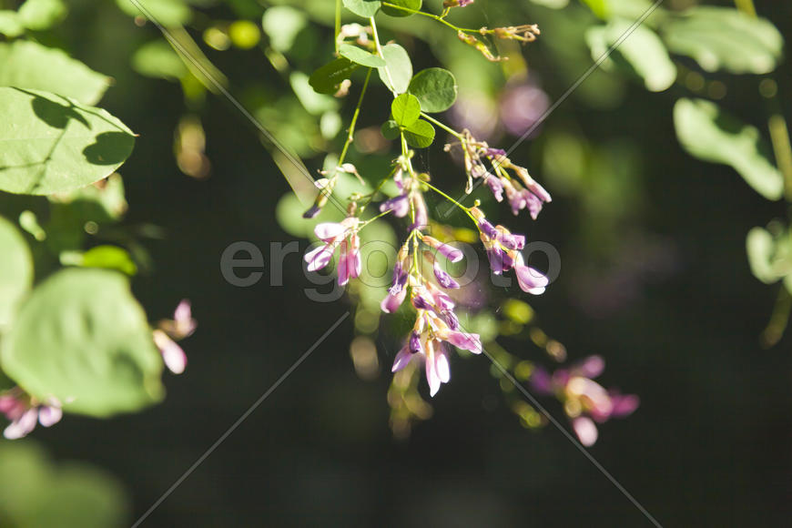 Autumn flowers in bloom on a tree in the morning sun