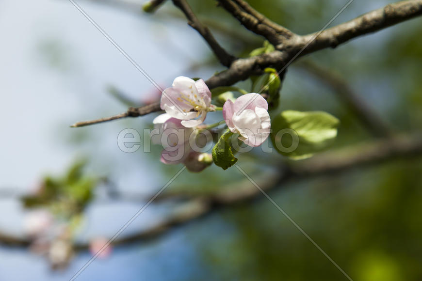 The blossoming apple-tree pleases people in the flowers and future apples