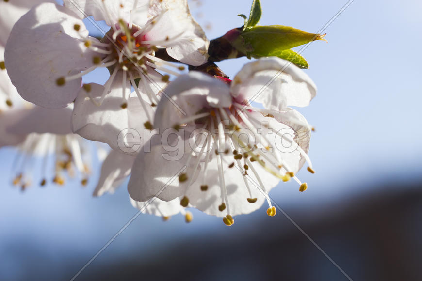 Flowers on a fruit tree are pleasing to the eye and give hope for a big harvest