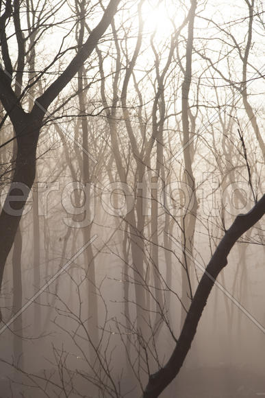 Fog in the wood surrounds naked trees in the early spring