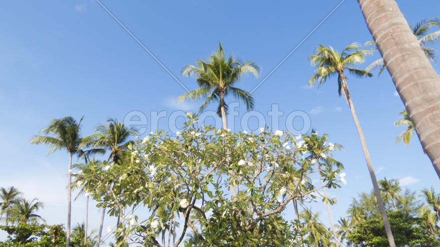 Palm trees at the pool in bright beams of the tropical sun