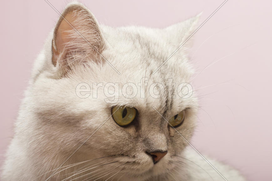The big gray cat looks with self-respect