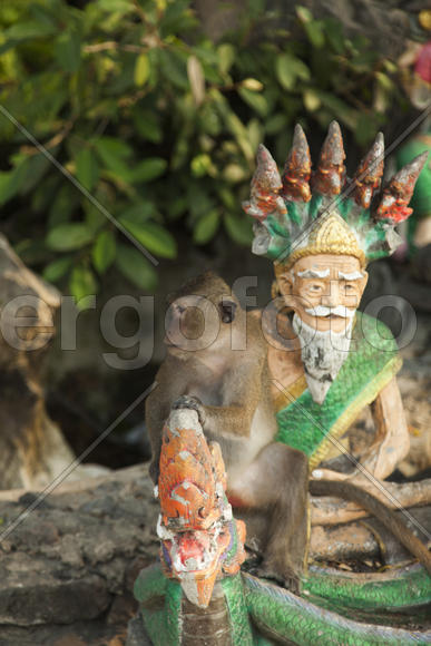 Monkeys in the Buddhist temple meet visitors and parishioners