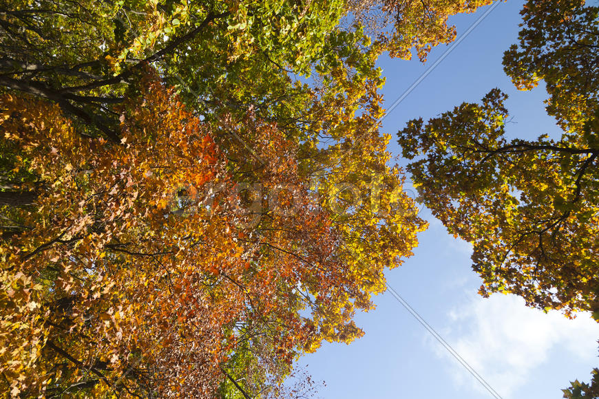 The autumn wood waiting for winter is pleasing to the eye rich paints