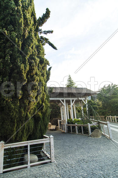 Palm trees grow in park on pleasure to people at the southern sea