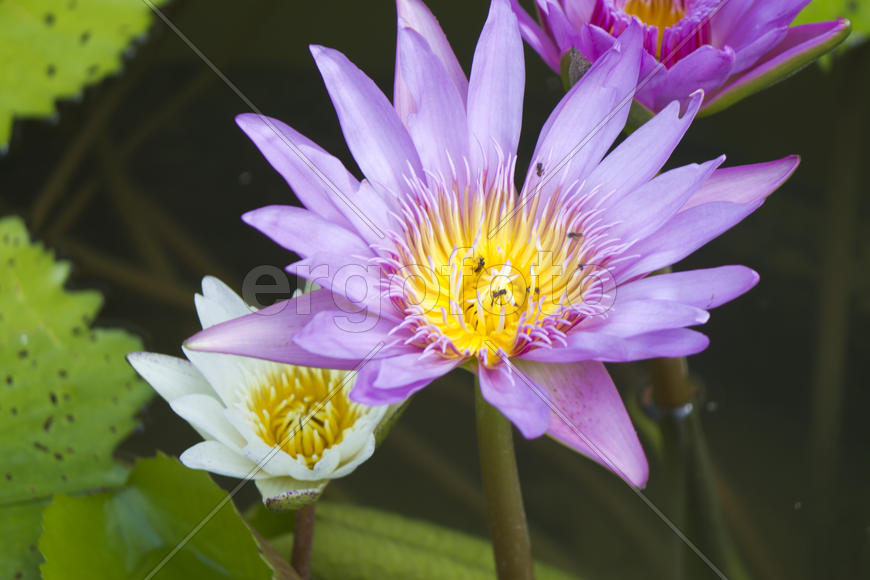 Water-lilies in a pond blossom in the different flowers on pleasure to people