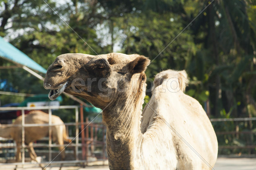 The camel in a zoo looks down on people and wants to spit