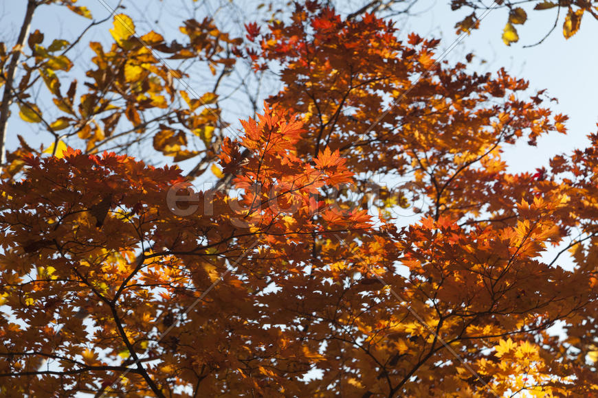 Autumn forest colorful stands in the last days of autumn