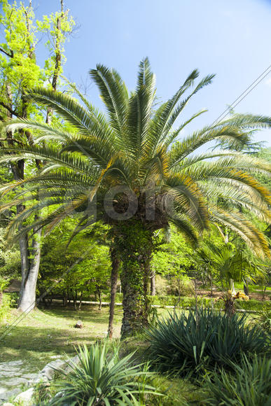 Palm trees grow in park on a bright sun of the South