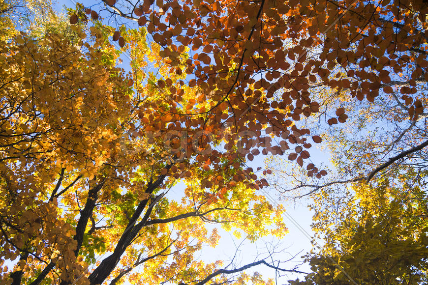 Autumn forest colorful stands in the last days of autumn