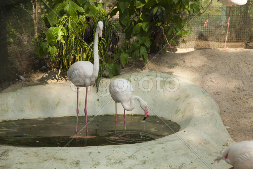Flamingos in a pond look for something when find - sleep