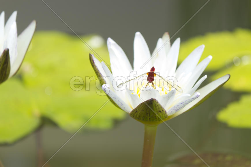 Water-lilies in a pond blossom in the different flowers on pleasure to people