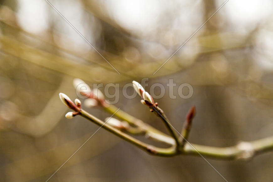 Young leaves on trees appear from kidneys in the spring