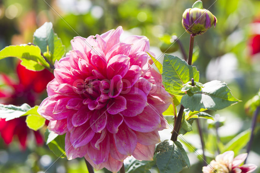 Autumn flowers grow in the joy of the people in the bright light of the sun