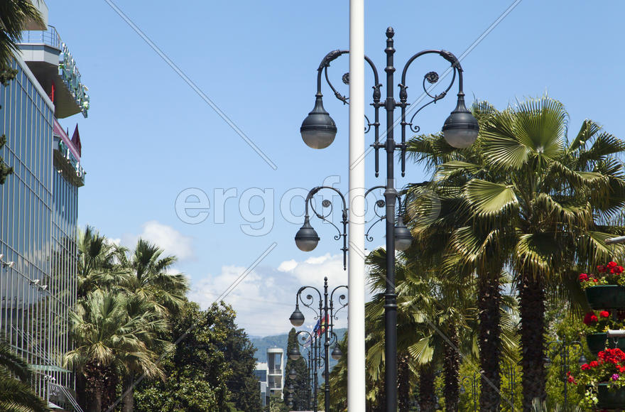 Palm trees on the street in a clear sunny day among houses