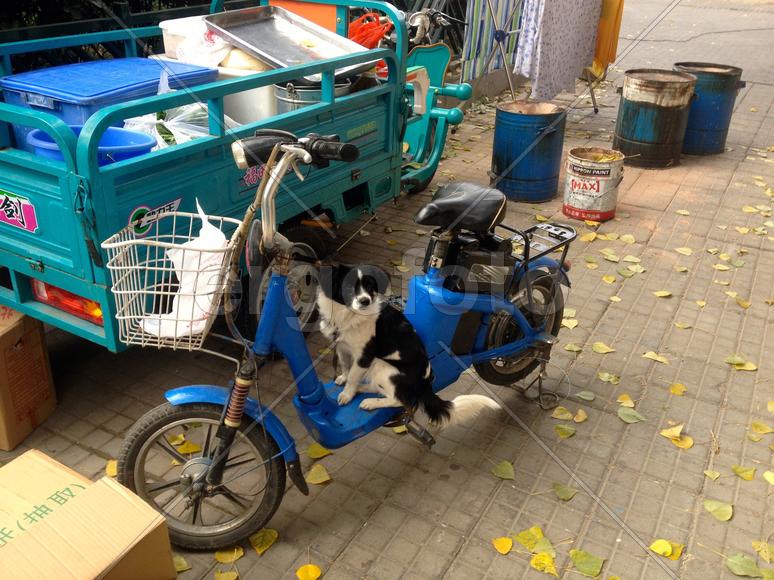 Собака на скутере в Пекине