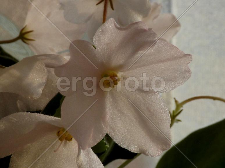 Воздушный цветок белой фиалки 