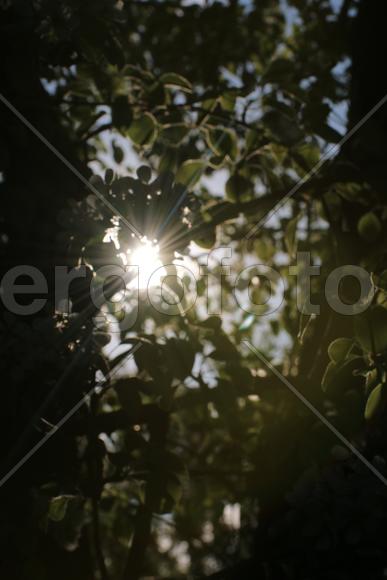 Лучи солнца светят через листву 