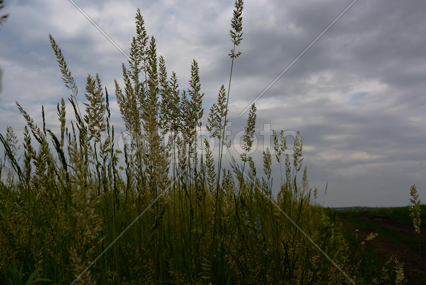 Колосья трав на фоне серых облаков