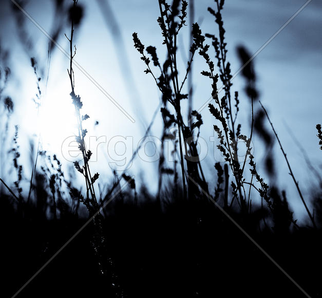 Силуэты стеблей трав нв фоне Солнца