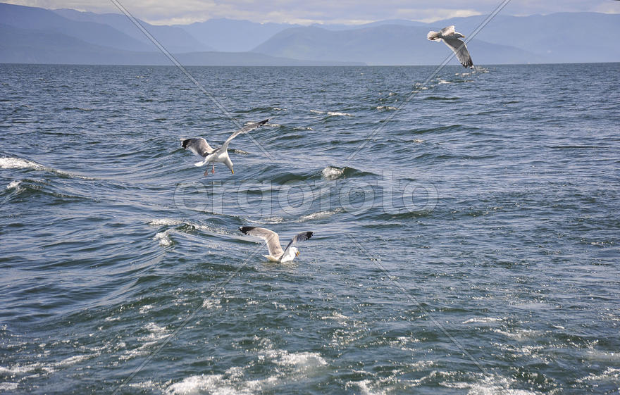 Чайки ныряют в море за добычей 