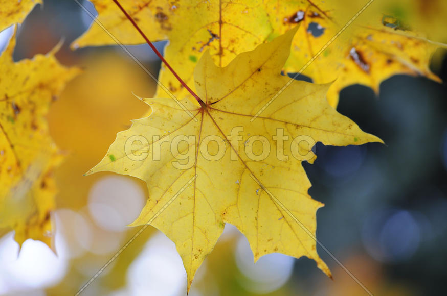Yellow backlit fall maple leaves glowing