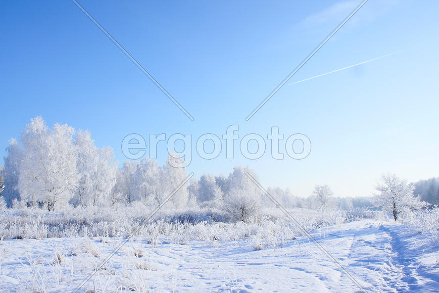 Зимний лес в снегу 