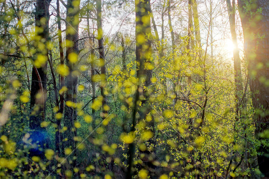Солнечным днём в лесу