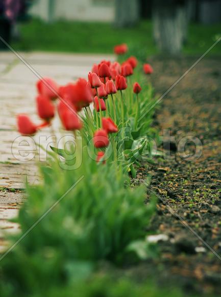 Красные тюльпаны в ряд 
