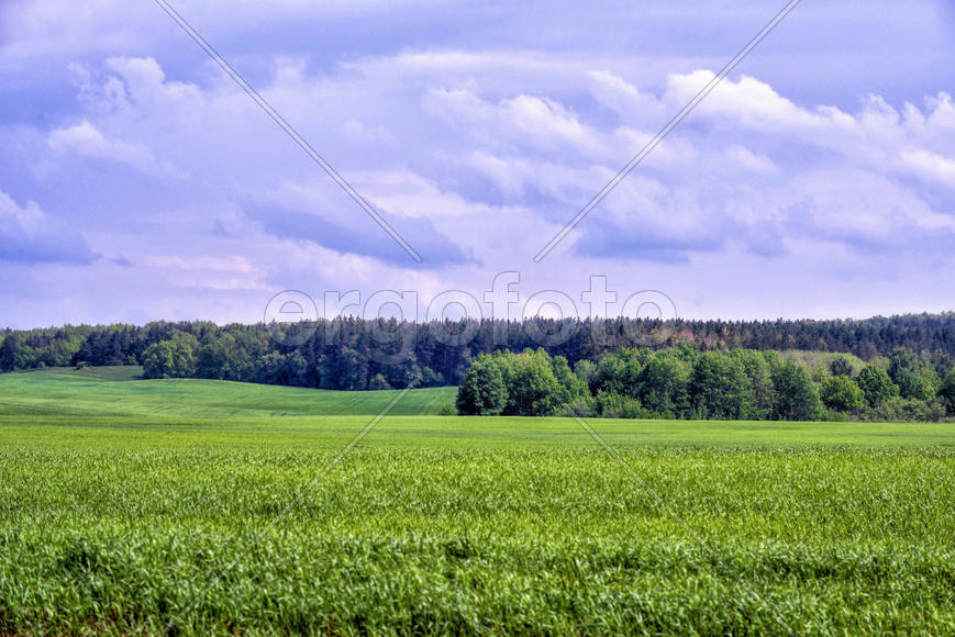 Зелёное поле травы