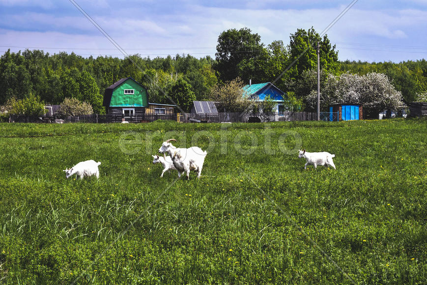 Белая коза и три козленка