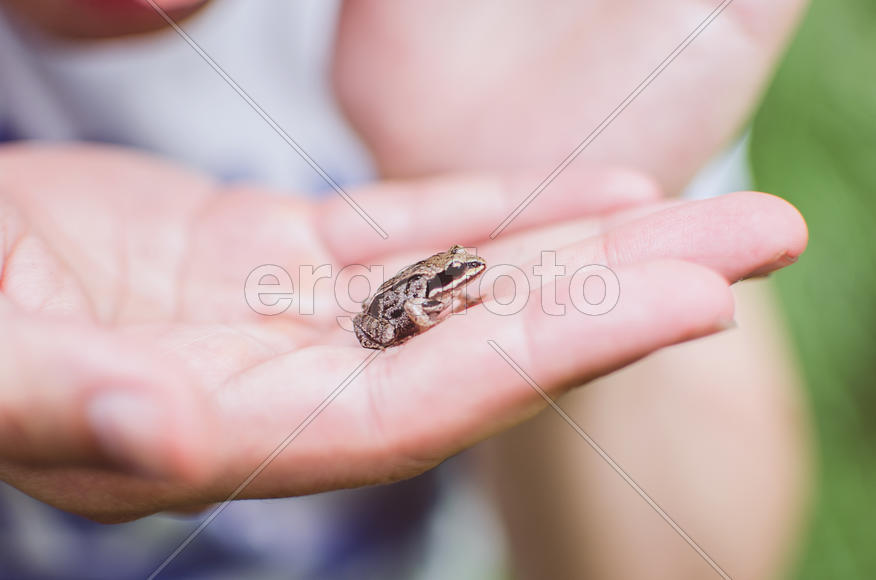 Frog in hand, animal and man