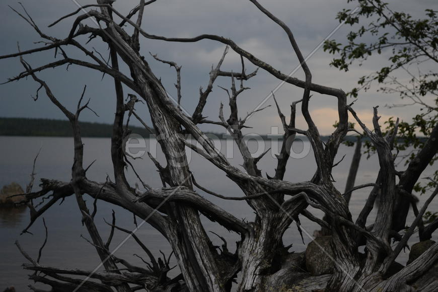 Засохшая крона дерева на берегу озера 