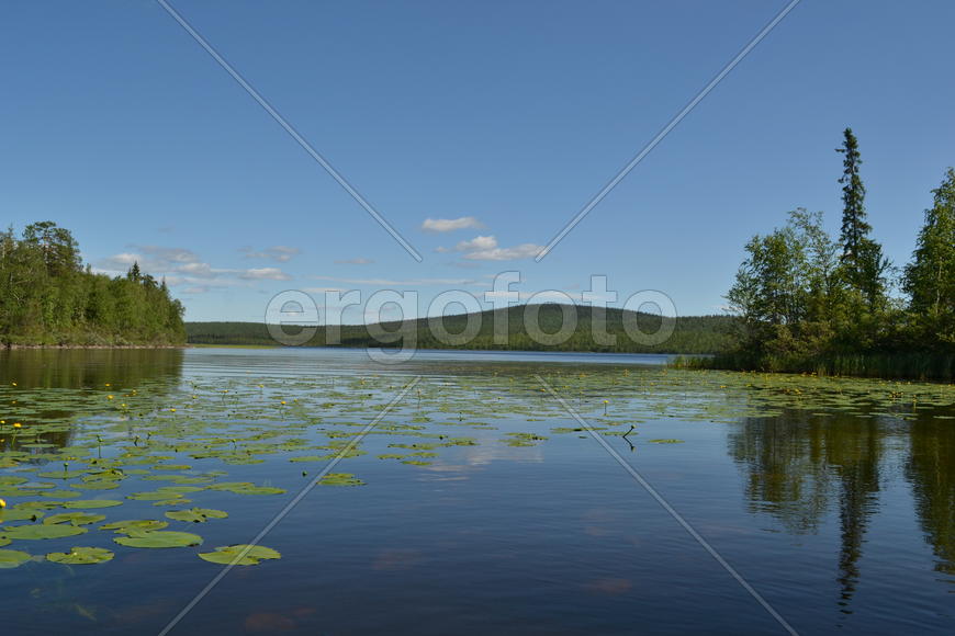 Озеро с кувшинками 