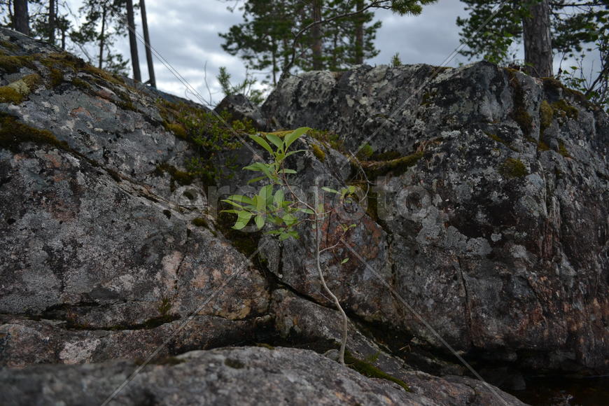 Молодое дерево растущие в камнях 