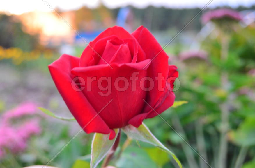 Бутон красной розы 