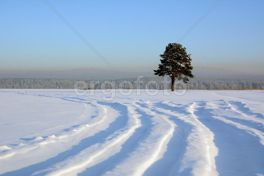 Одинокая сосна на снежном поле.
