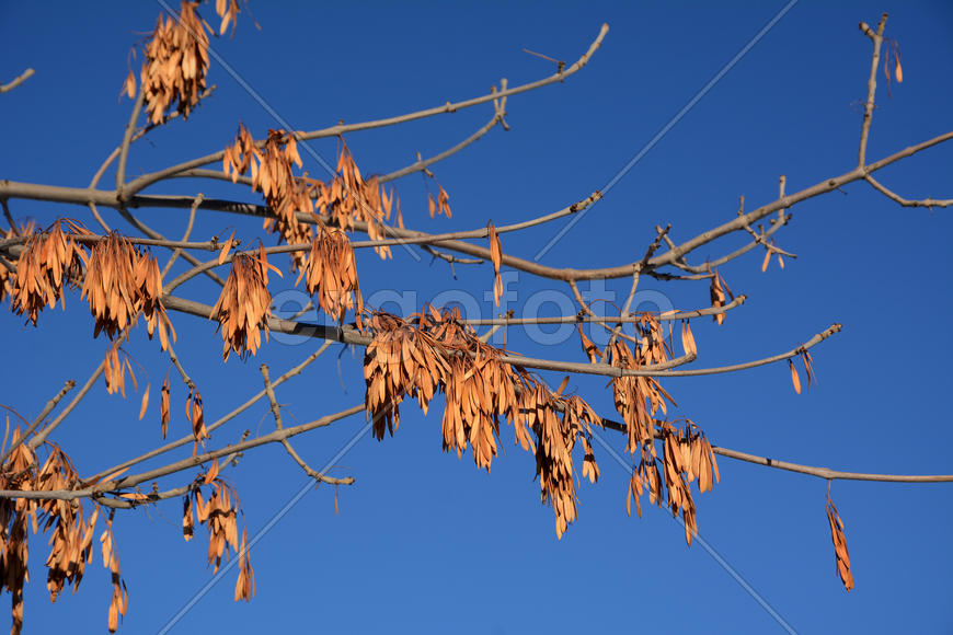 Сухие ветви с не опавшими сухими листьями зимой 