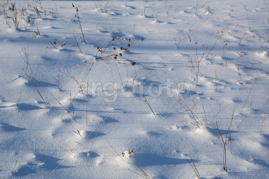 Сухая трава в снегу.