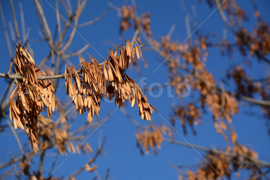Сухие ветви с не опавшими сухими листьями зимой 