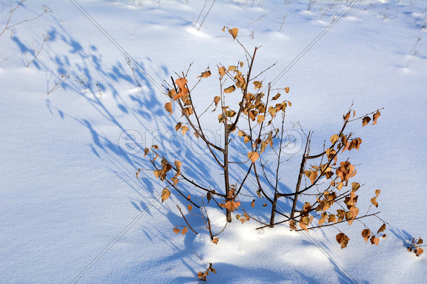 Сухое дерево в снегу 