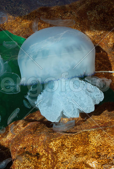 Медуза в камнях