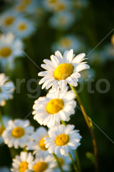 Полевые ромашки. Нивяник. Leucanthemum