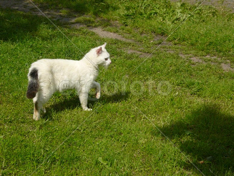 белая кошка с черным хвостом