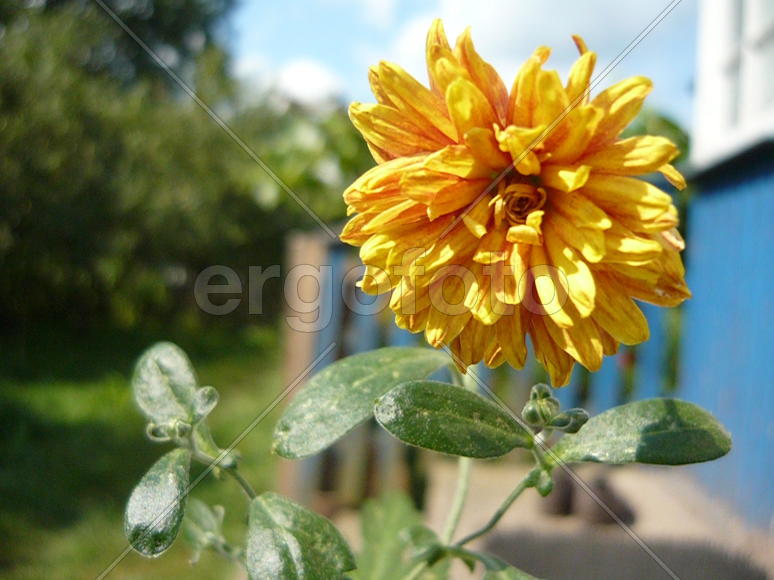 цветок желтый