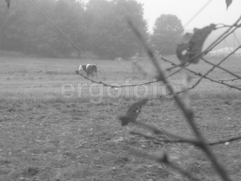 черно-белое поле с коровой 