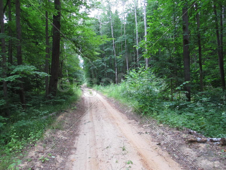 Дорога в лесу