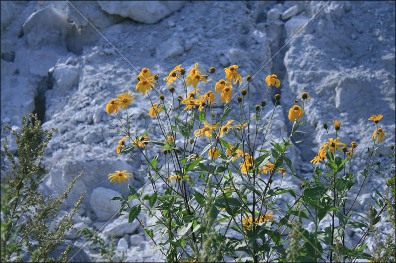 Цветы на камнях