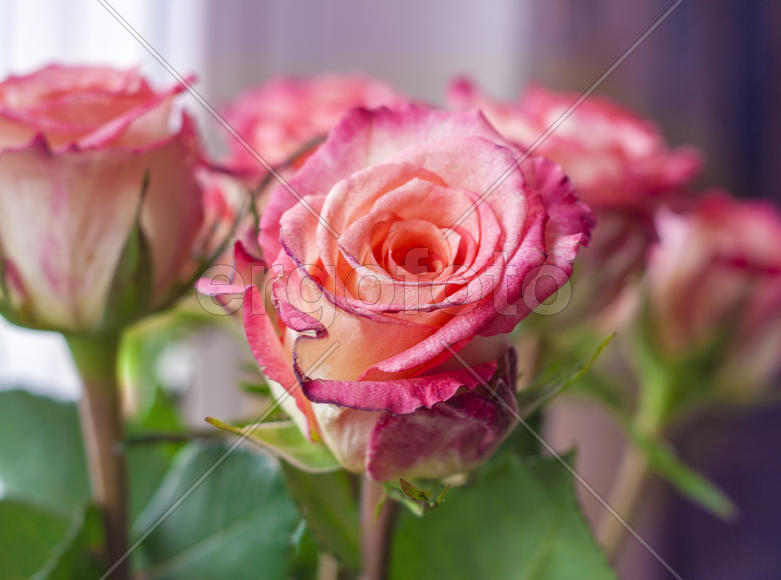 Розовые розы 
